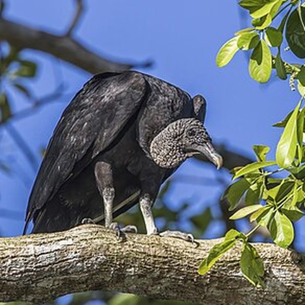 American Black Vulture