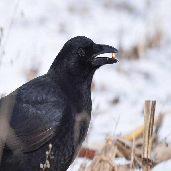 American Crow