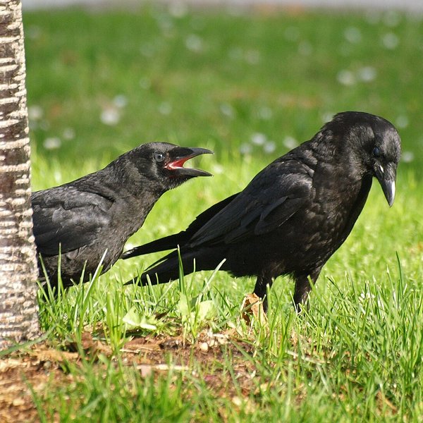 American Crow