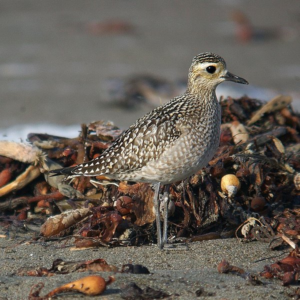 American Golden Plover