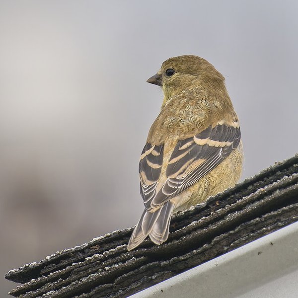 American Goldfinch
