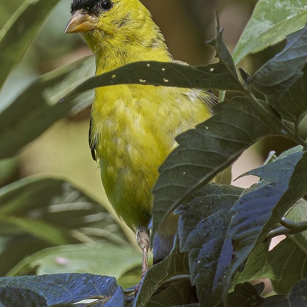 American Goldfinch