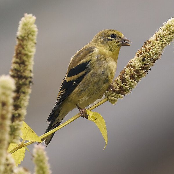 American Goldfinch