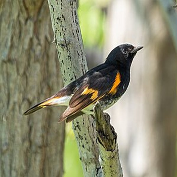 American Redstart