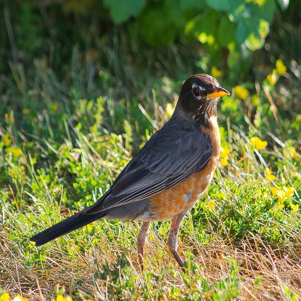 American Robin