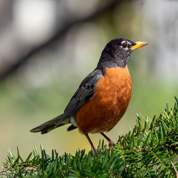 American Robin