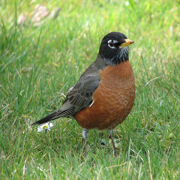 American Robin