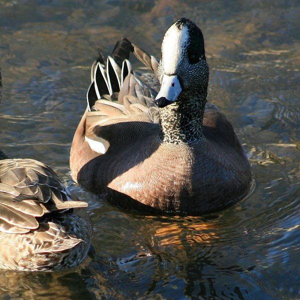American Wigeon