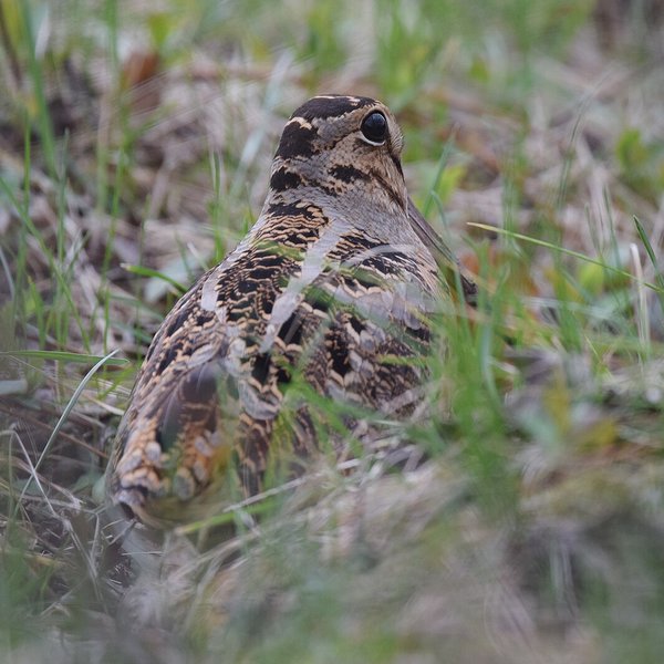 American Woodcock
