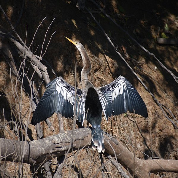 Anhinga