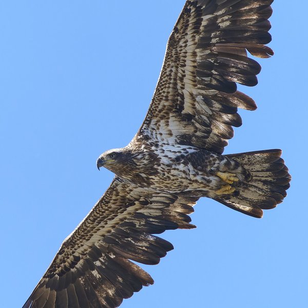 Bald Eagle