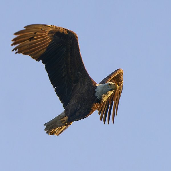 Bald Eagle