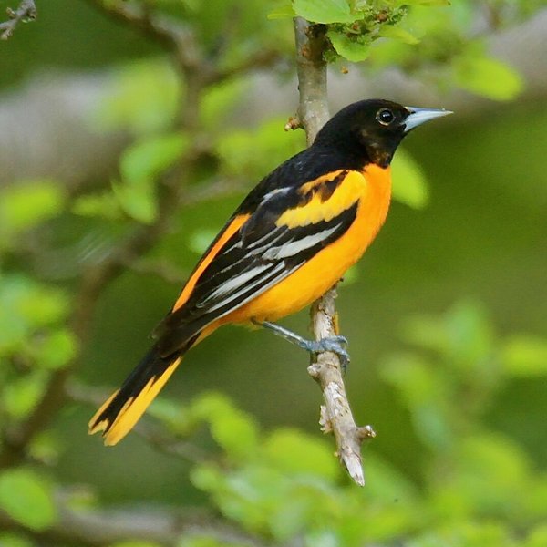 Baltimore Oriole