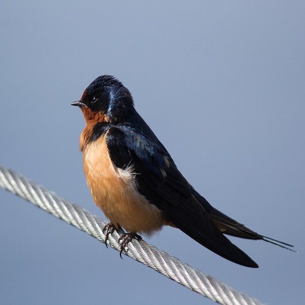Barn Swallow