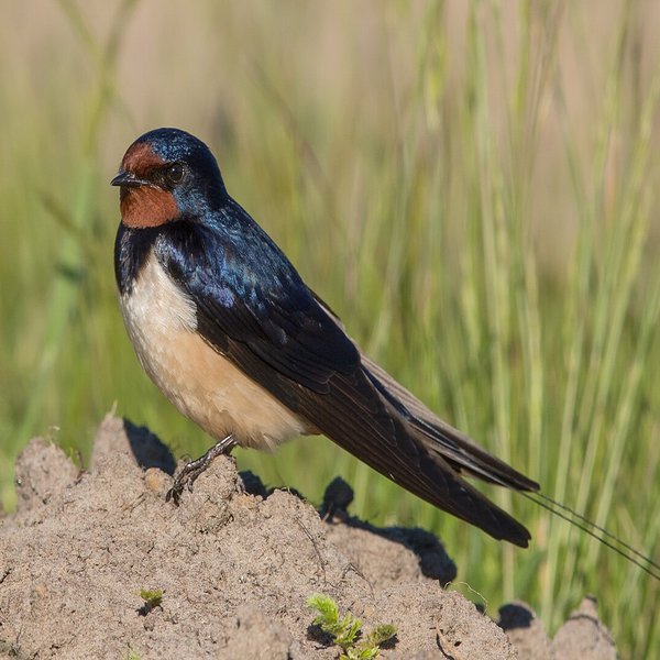 Barn Swallow