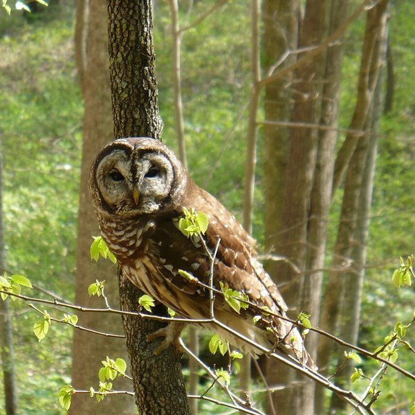 Barred Owl