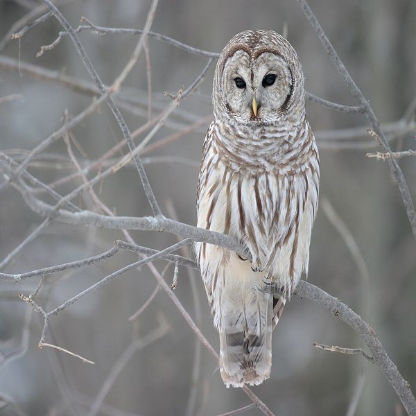 Barred Owl