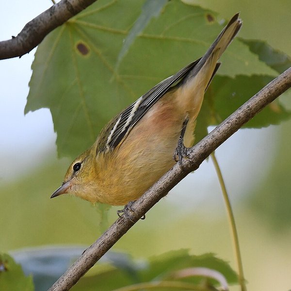 Bay-breasted Warbler