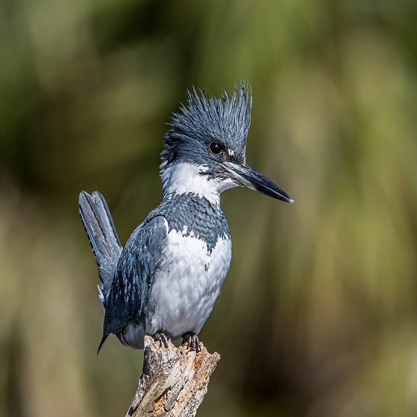 Belted Kingfisher