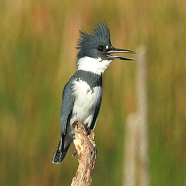 Belted Kingfisher