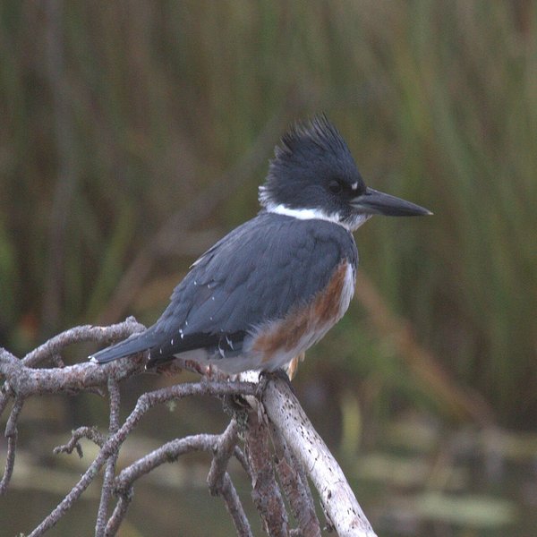 Belted Kingfisher