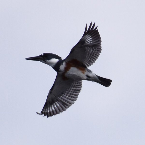 Belted Kingfisher