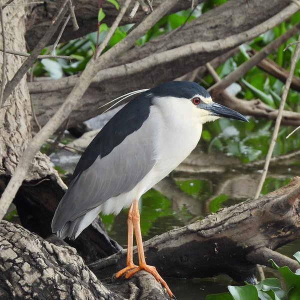 Black-crowned Night Heron