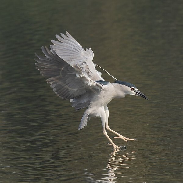 Black-crowned Night Heron