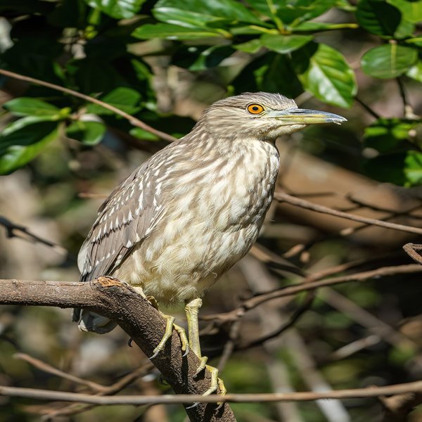 Black-crowned Night Heron