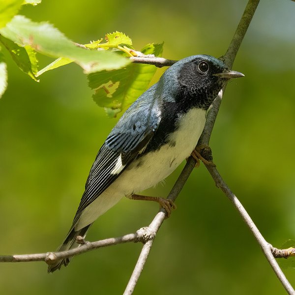 Black-throated Blue Warbler