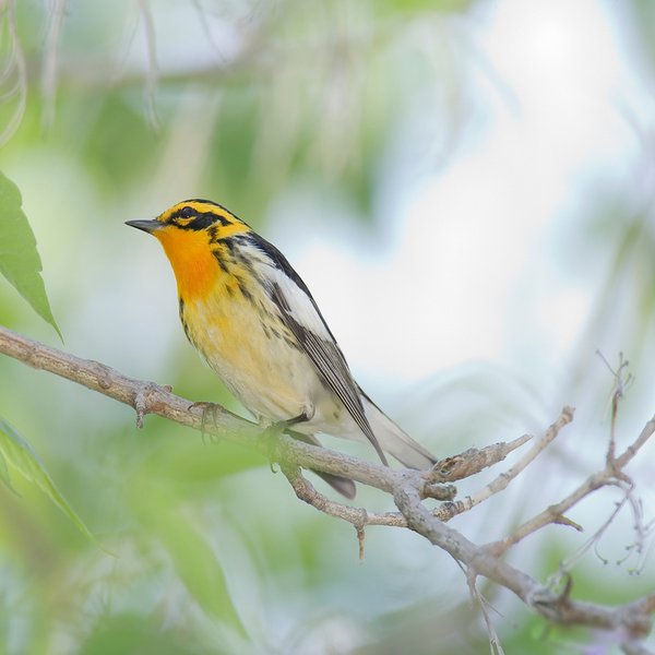Blackburnian Warbler