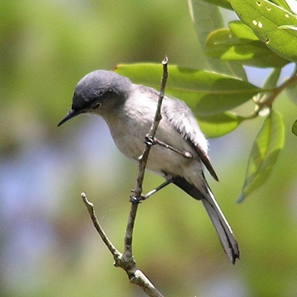 Blue-grey Gnatcatcher
