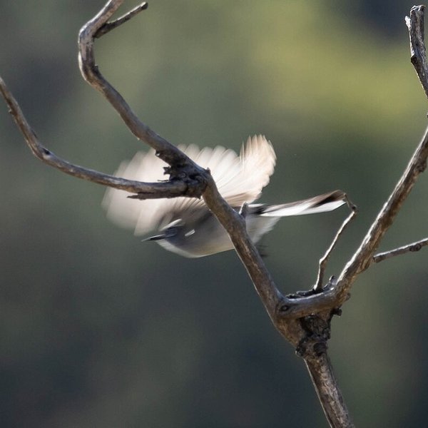 Blue-grey Gnatcatcher
