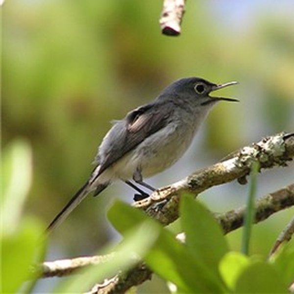 Blue-grey Gnatcatcher