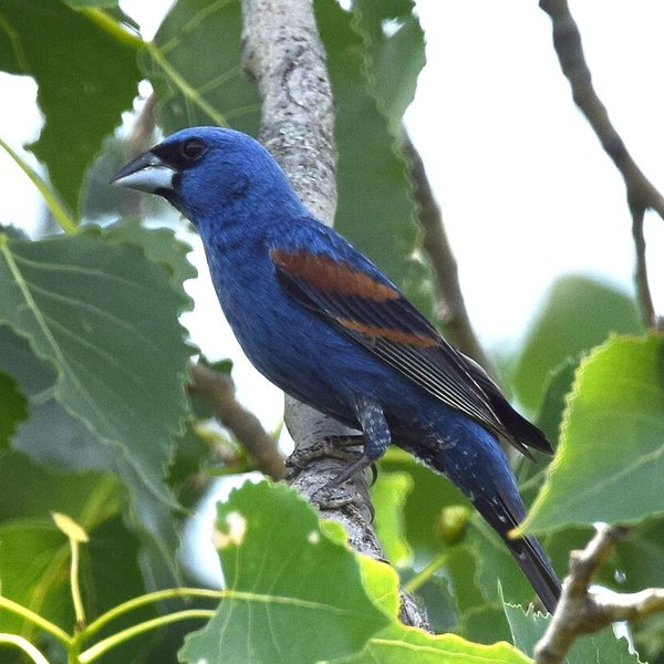 Blue Grosbeak