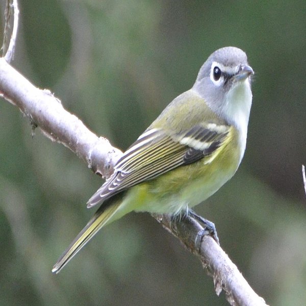 Blue-headed Vireo