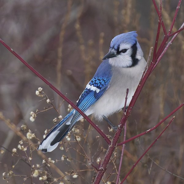 Blue Jay