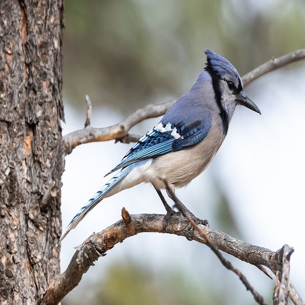 Blue Jay