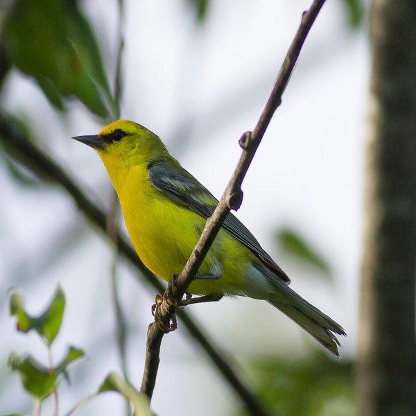 Blue-winged Warbler