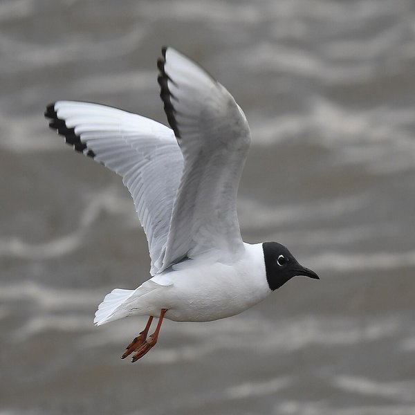 Bonaparte's Gull