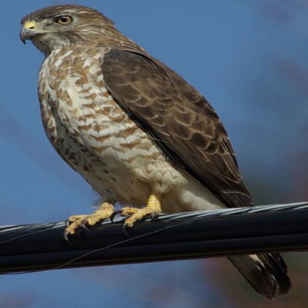 Broad-winged Hawk
