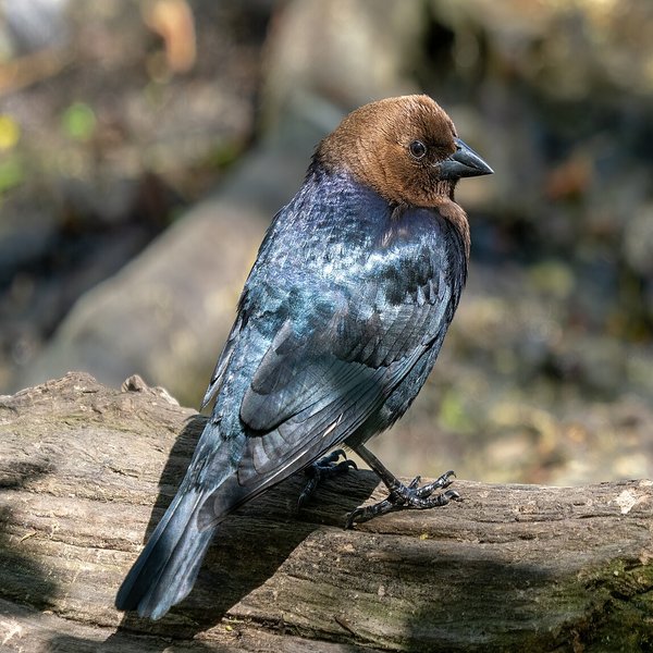 Brown-headed Cowbird