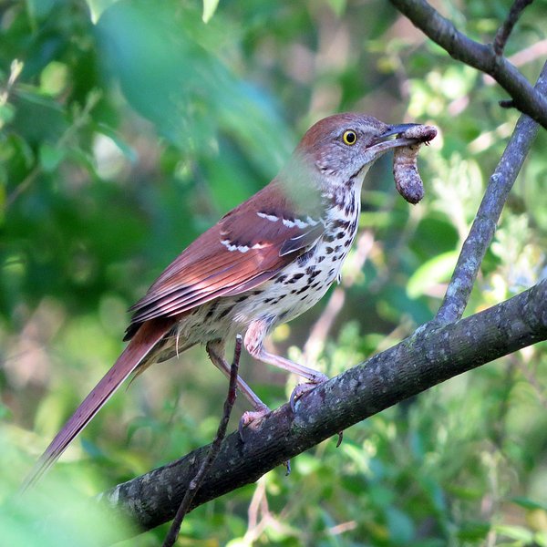 Brown Thrasher