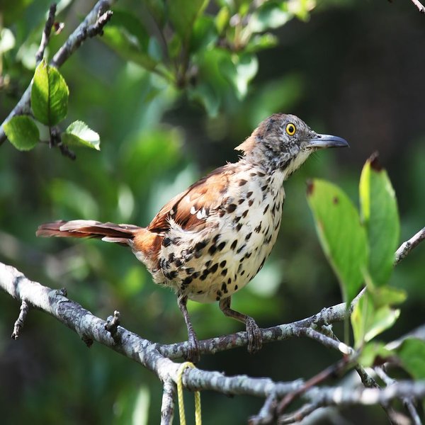 Brown Thrasher