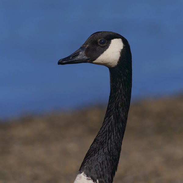 Canada Goose