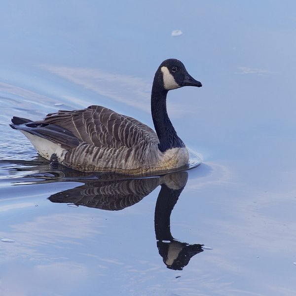 Canada Goose