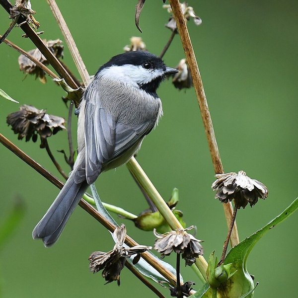 Carolina Chickadee