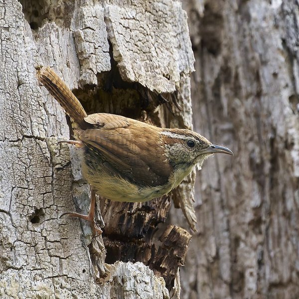 Carolina Wren