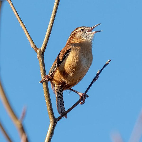 Carolina Wren