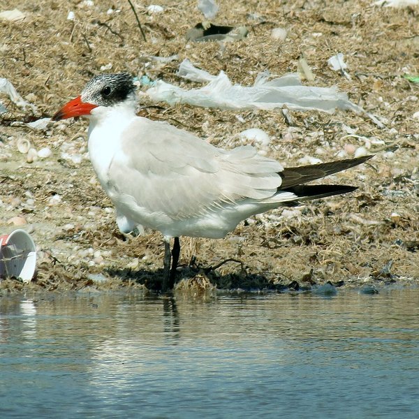 Caspian Tern